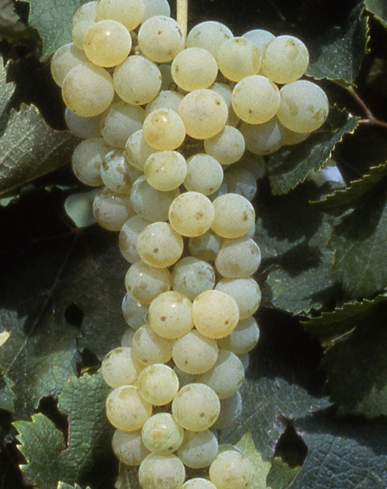 partij Optimistisch tempo Merlot blanc: de kleine witte druivenrassen