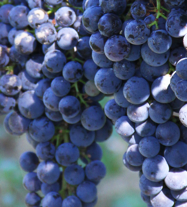 Merlot: the most widespread red grape variety of Bordeaux