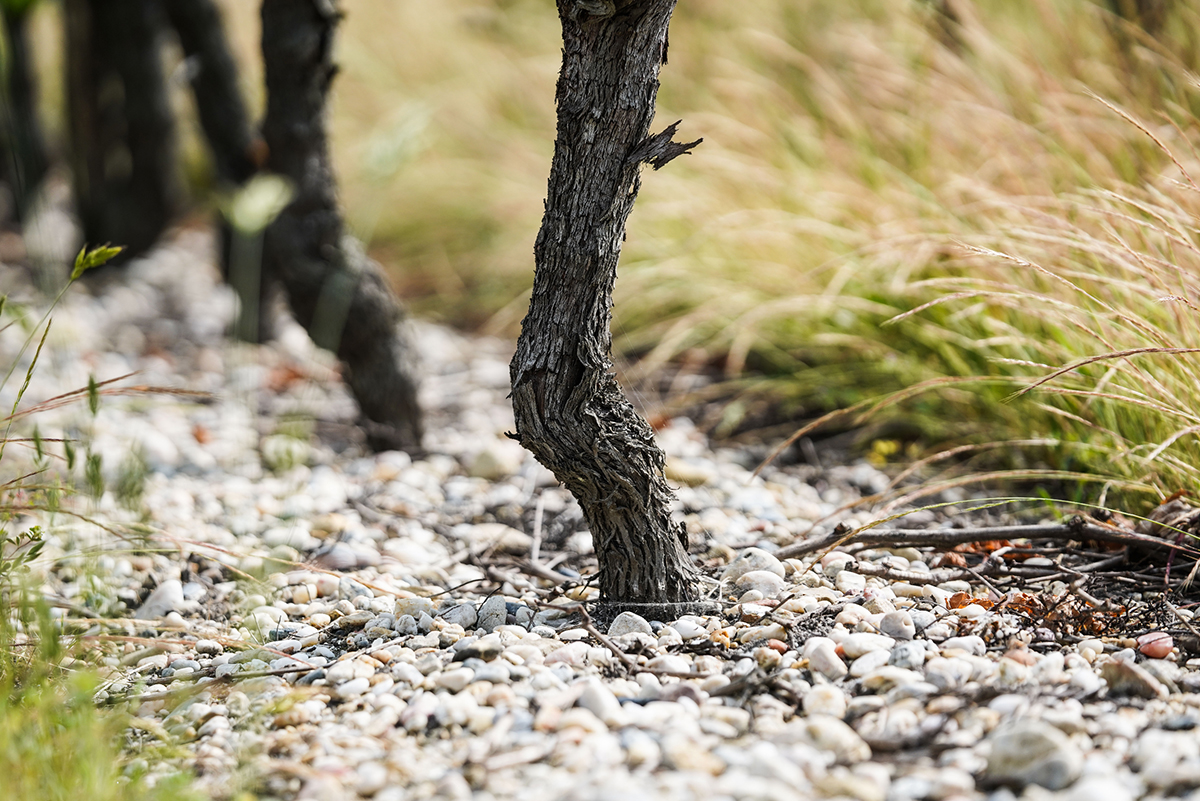 Voyage dans la région des Graves et Sauternes, la « rive gauche » de ...